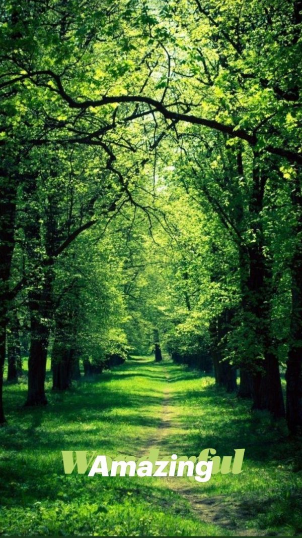 красивые лес