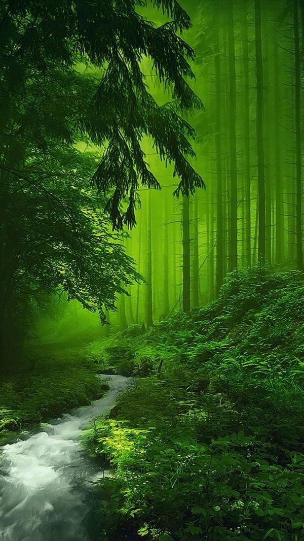nature green forest lwp