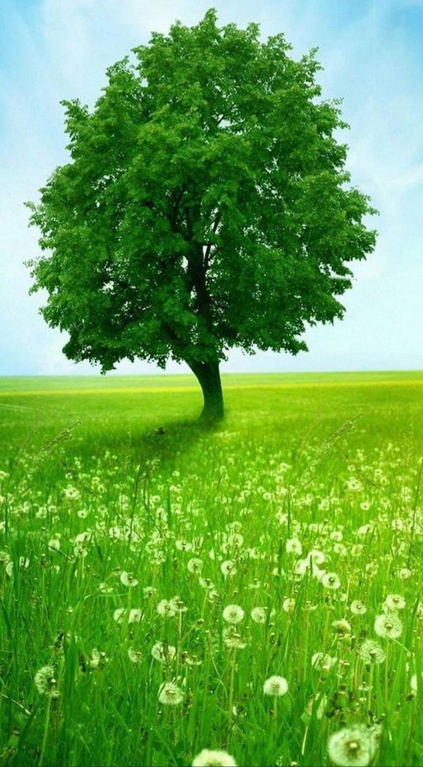 green tree