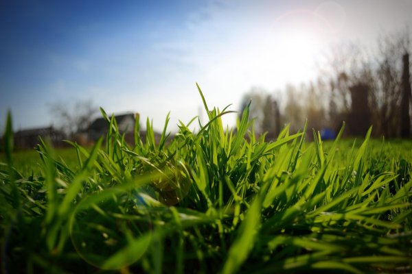 сочная трава