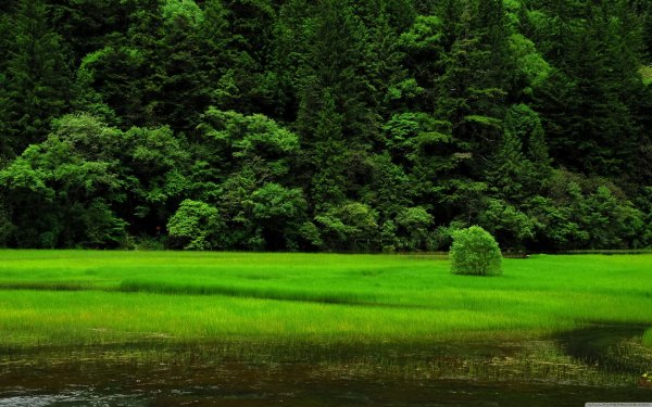 лес зеленый