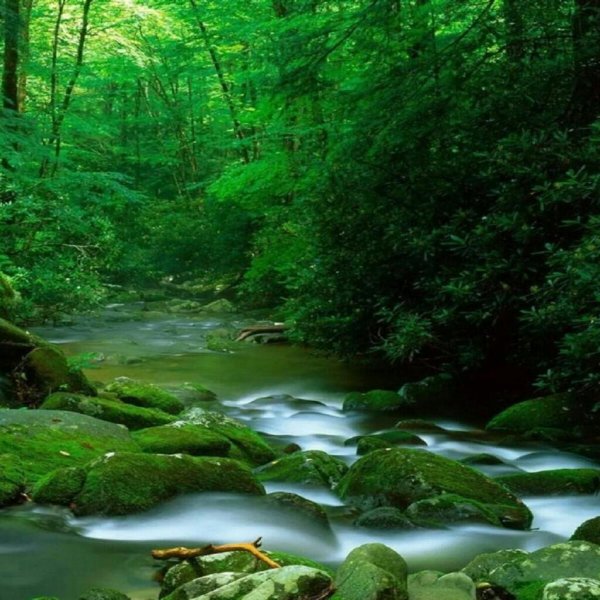 обои лес река