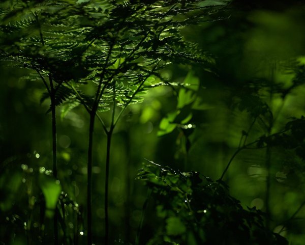 растение папоротник