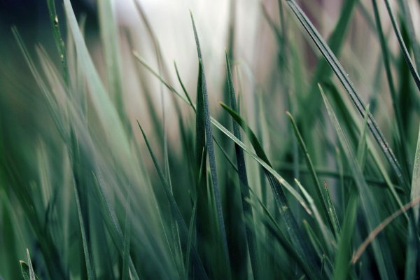 трава макросъемка