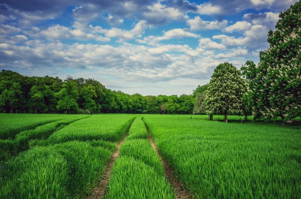 поле красивое