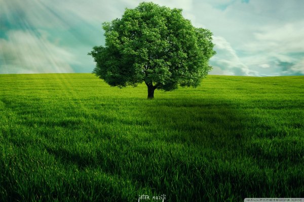 green tree