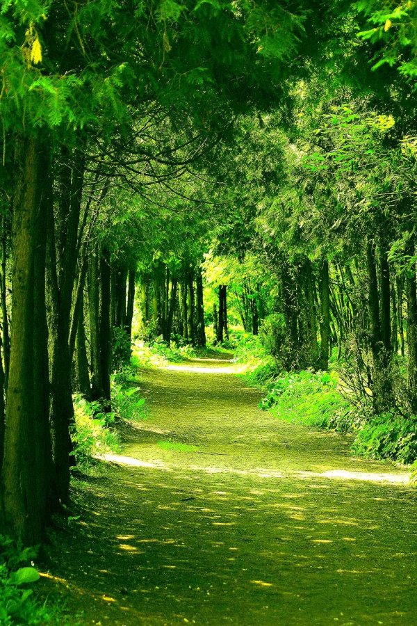 green nature