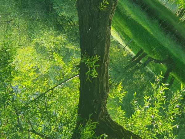 дерево зеленое