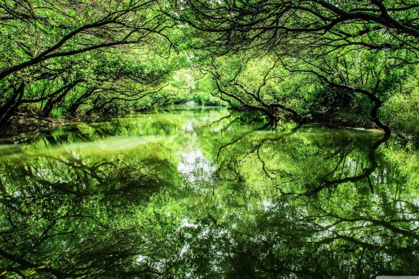 Зеленая природа