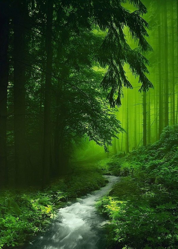 nature green forest lwp