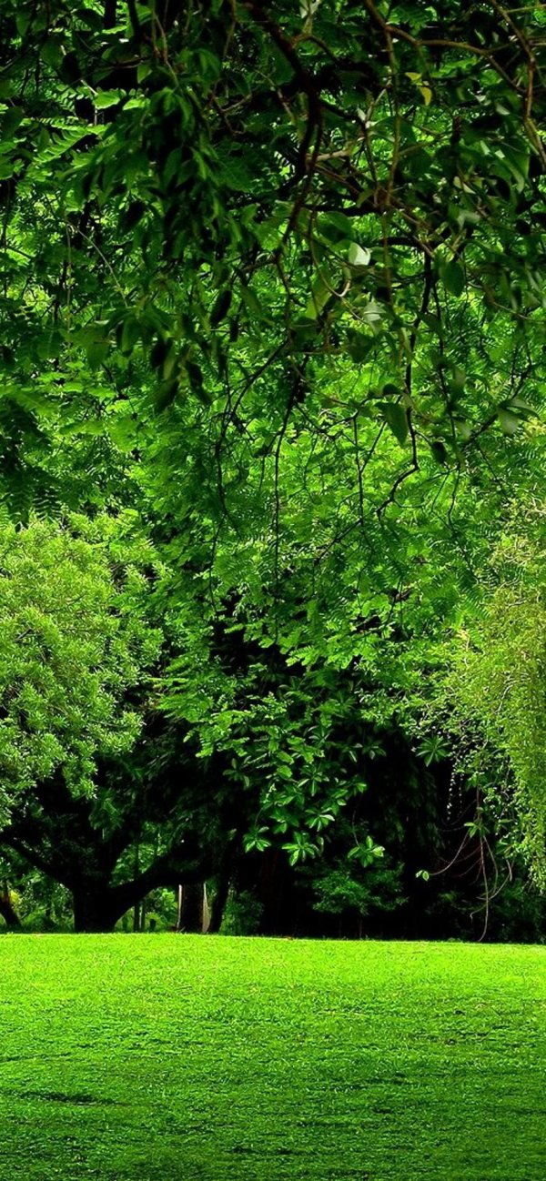 green forest