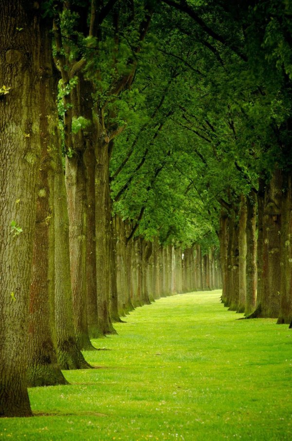 аллеи деревьева италии