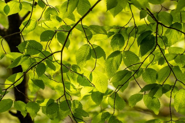 обои листья