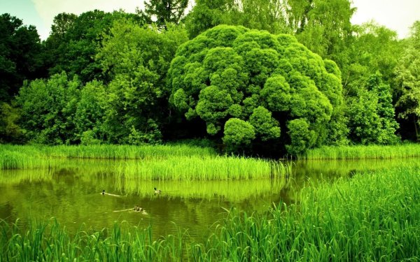 ива ломкая ракита шаровидная