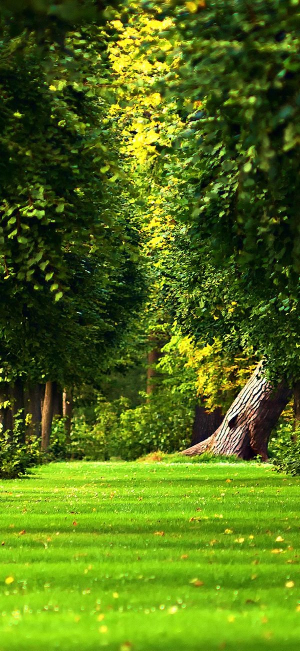 красивые леса