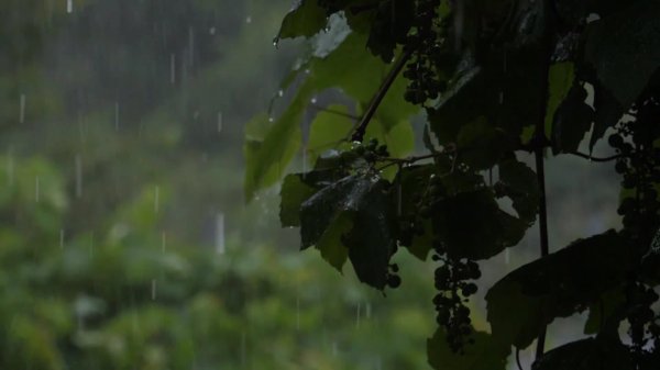 the sound of rain