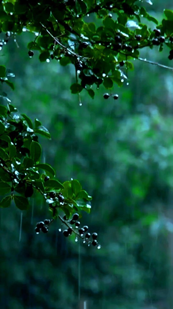 summer rain