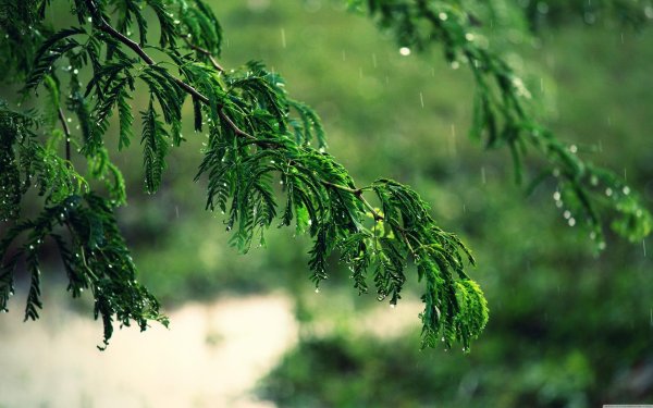 дерево ветка