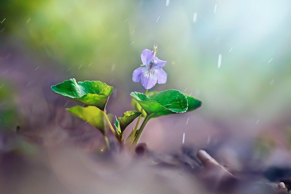 лесная фиалка