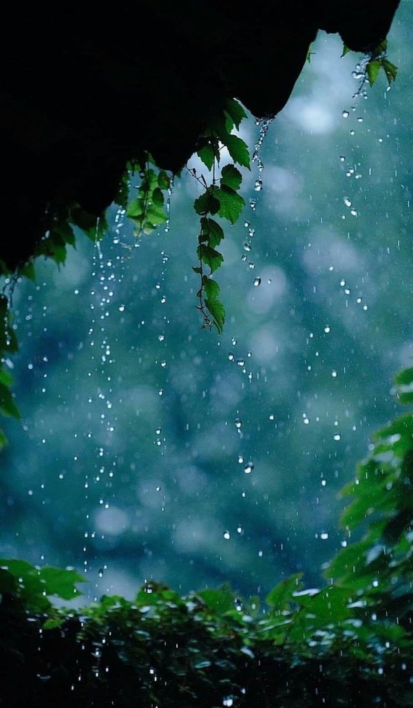 дождливые дни