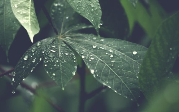 лист зеленый