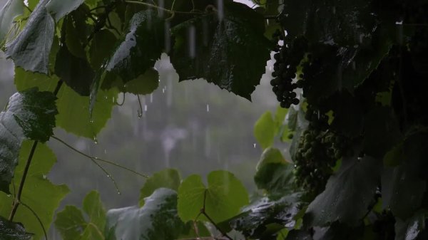 звуки дождя звуки дождя