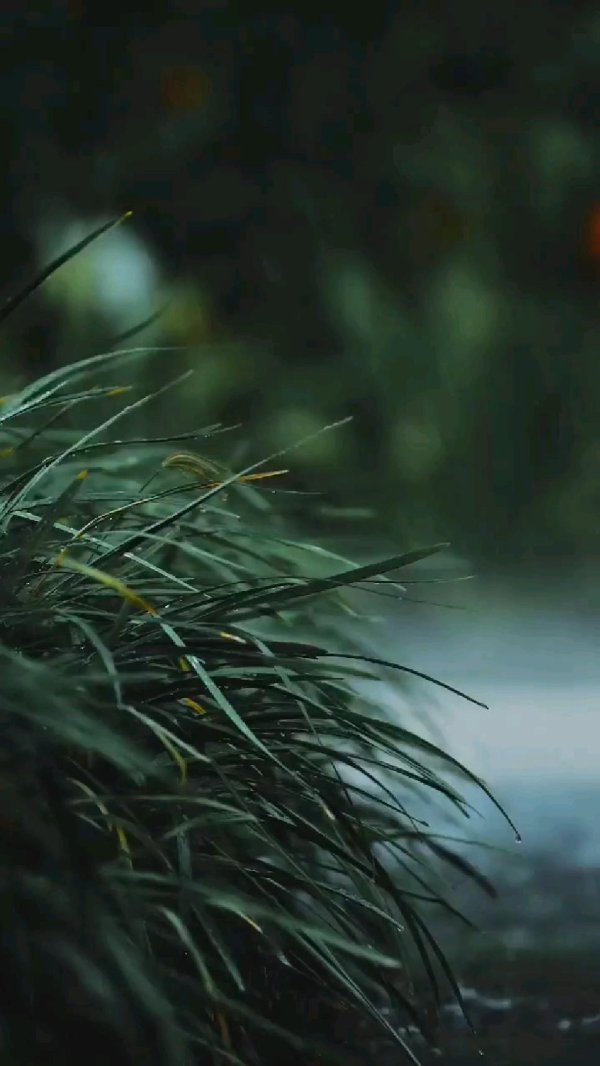 растения травы