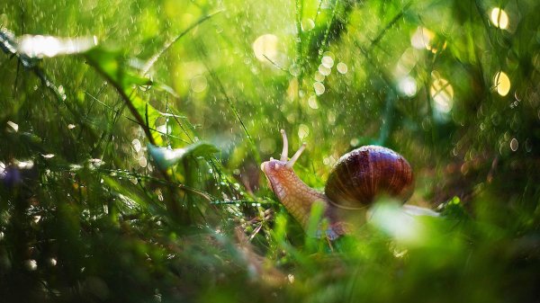 муцин виноградной улитки