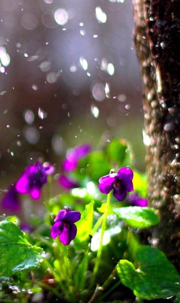 весенние дожди