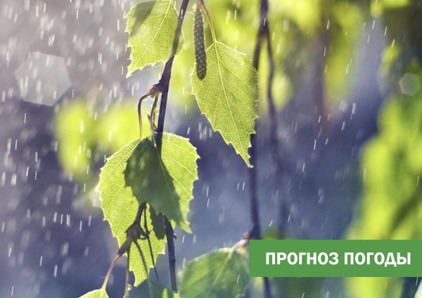 береза лист