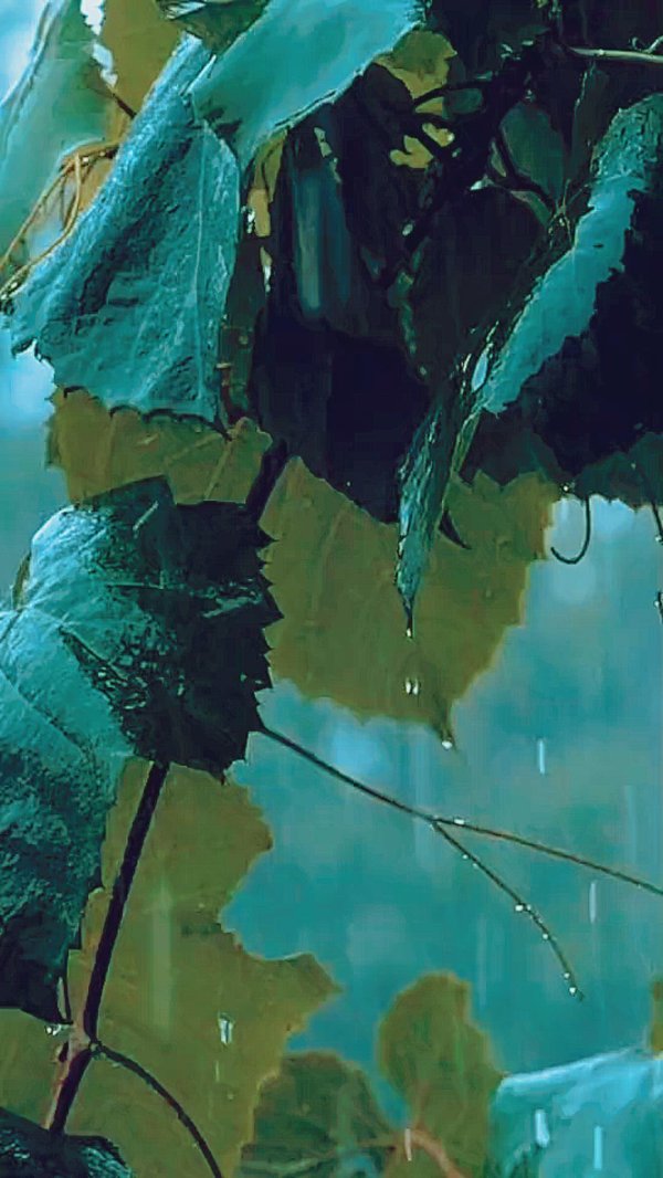 виноградные листья