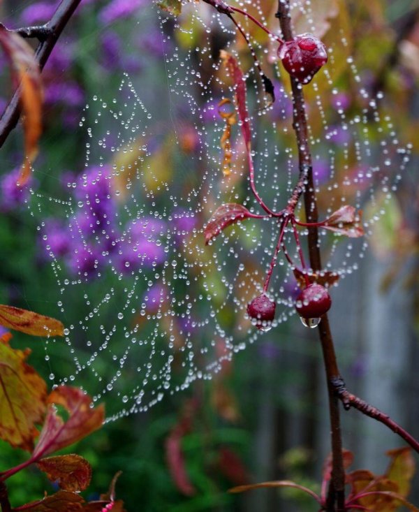 августовские паутинки