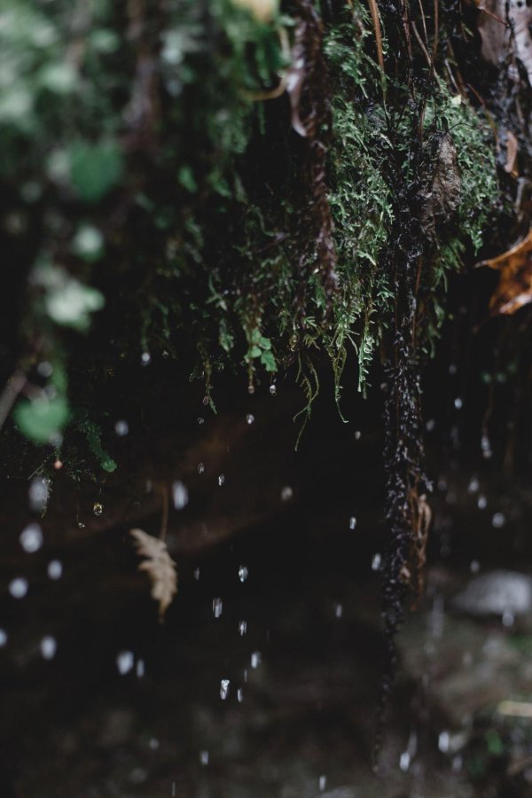 природа темная