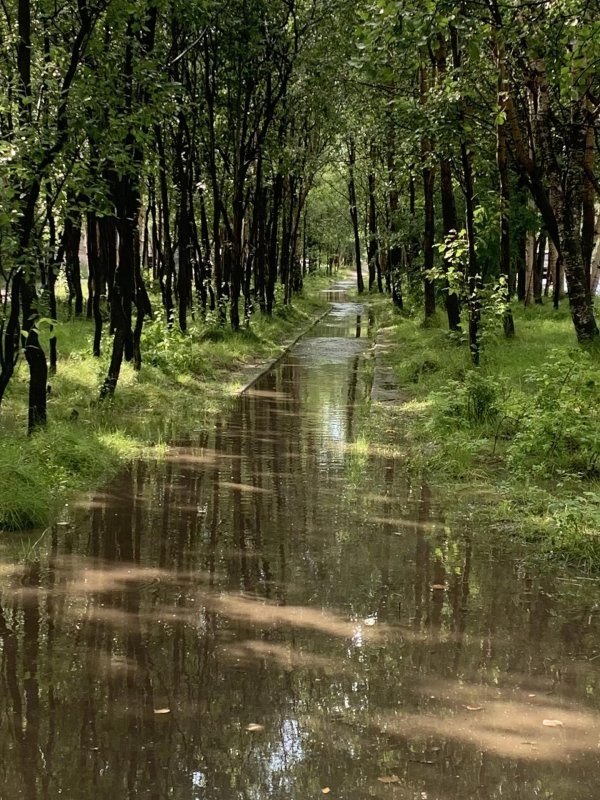 парк после дождя