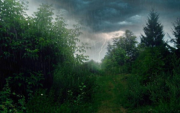 гроза в лесу