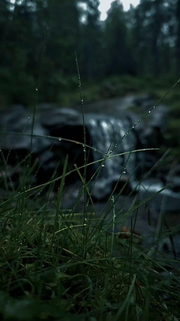 растения травы