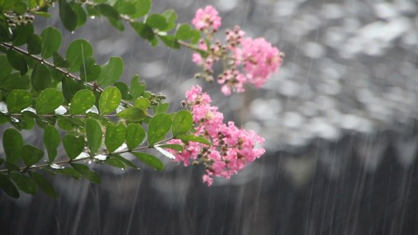 индийская сирень лагерстремия