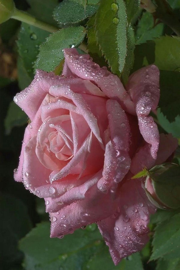 роза гольдштейн перл