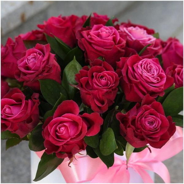 розу малиновую шангрила