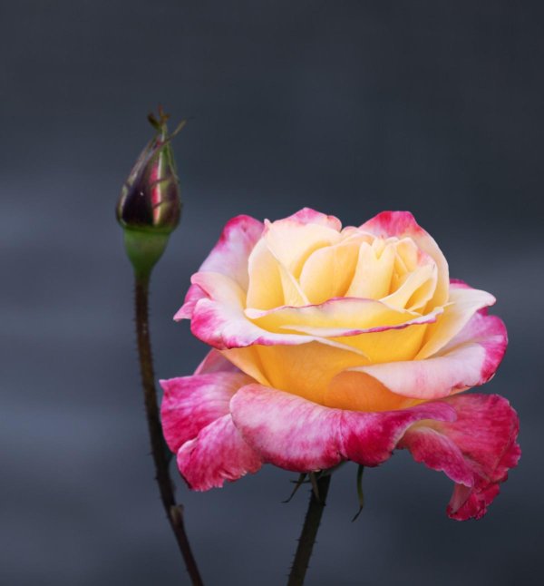 роза желтая