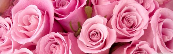 розовые цветы