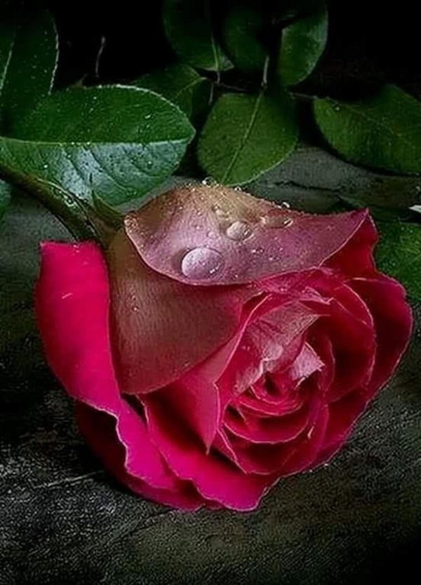 цветы красивые розы