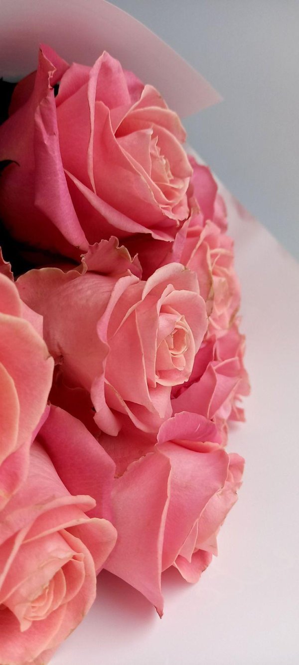 роза хермоза эквадор