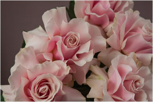 французские розы сорта вывернутая