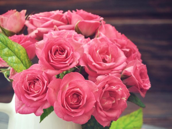 красивые розовые розы