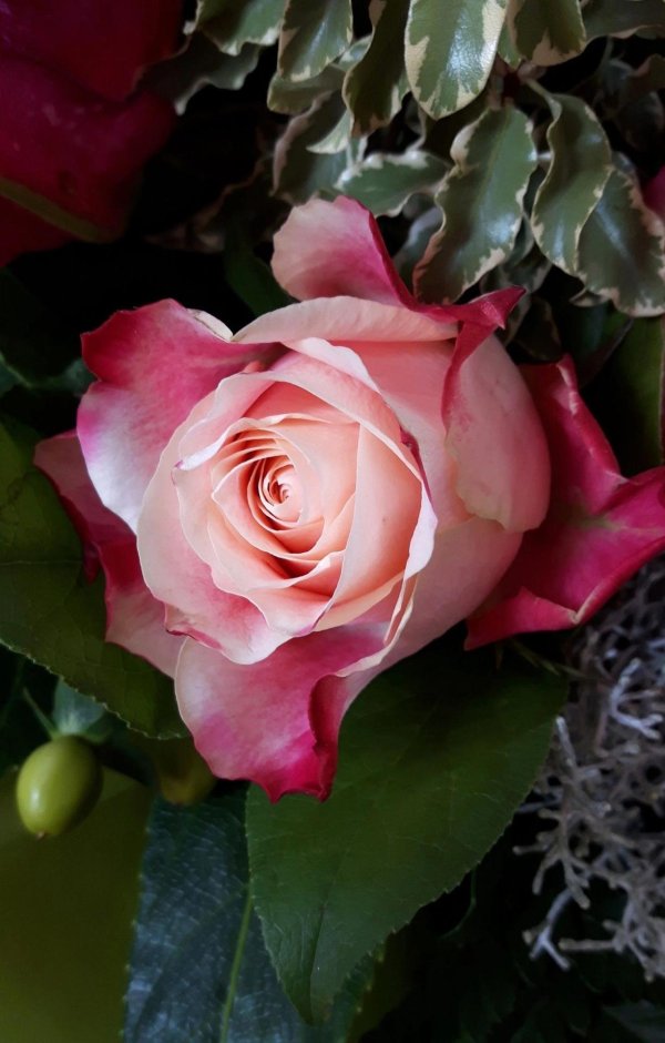 натуральные розы