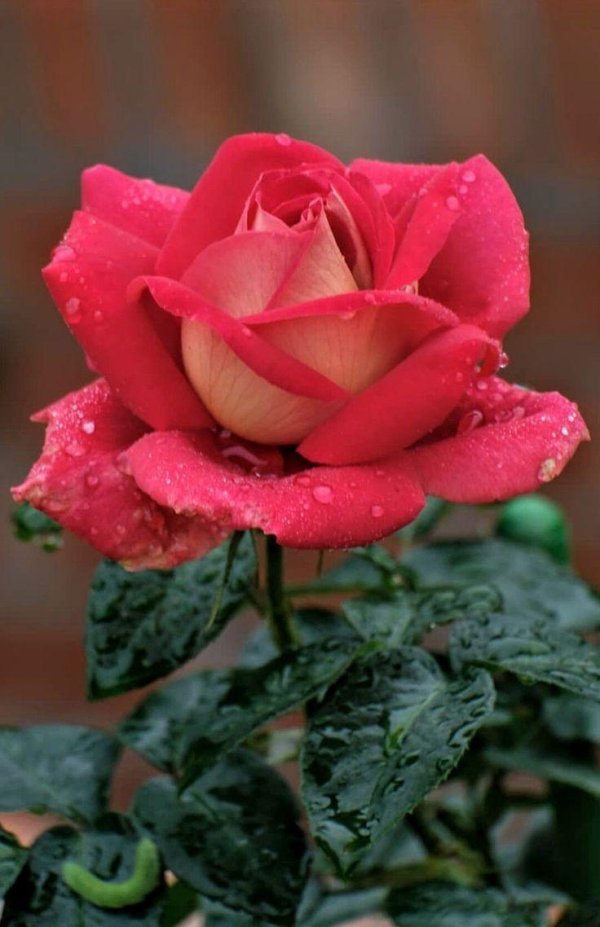 самые красивые розы