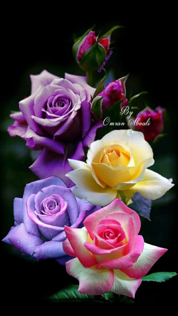 разные розы