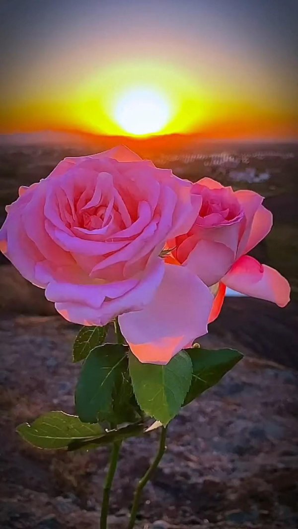 спокойной ночи цветы