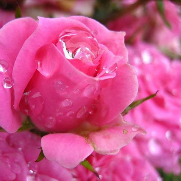 цветок в росе